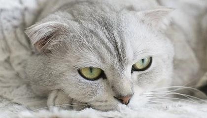 赤金宝箱：解锁梦幻西游手游中的财富与机遇
